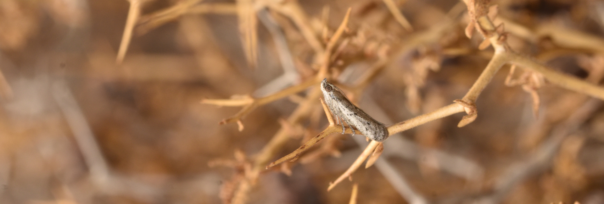 Phycitodes saxicola, Crete - photo © K. Bormpoudaki