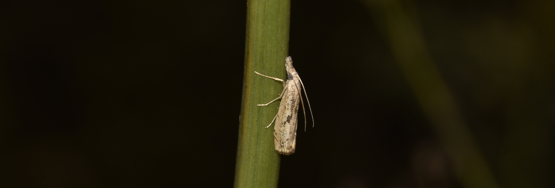 Agriphila dalmatinellus, Crete - photo © K. Bormpoudaki