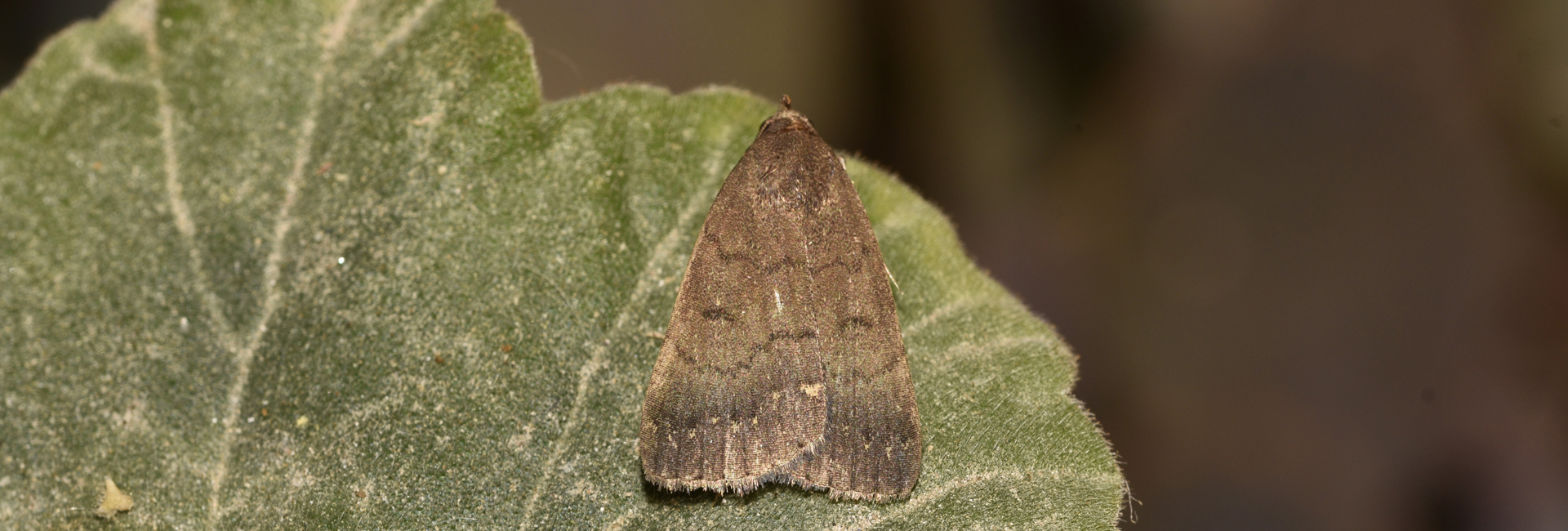 Nodaria nodosalis, Crete - photo © K. Bormpoudaki