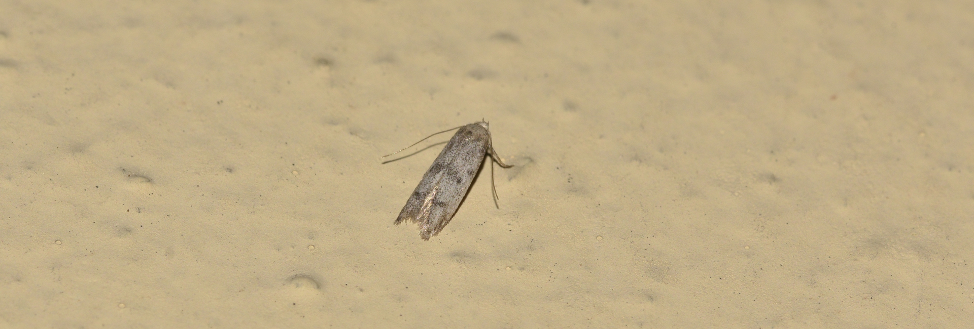 Tecmerium perplexus, Crete - photo © K. Bormpoudaki