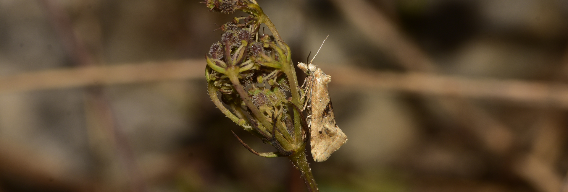 Cochylimorpha straminea, Crete - photo © K. Bormpoudaki
