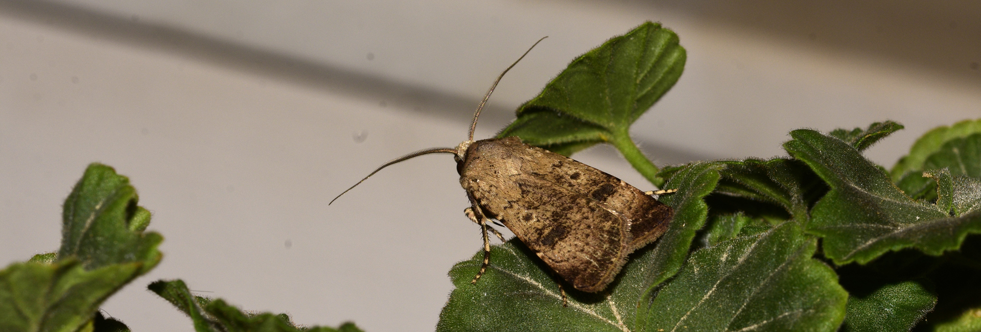 Agrotis trux, Crete - photo © K. Bormpoudaki