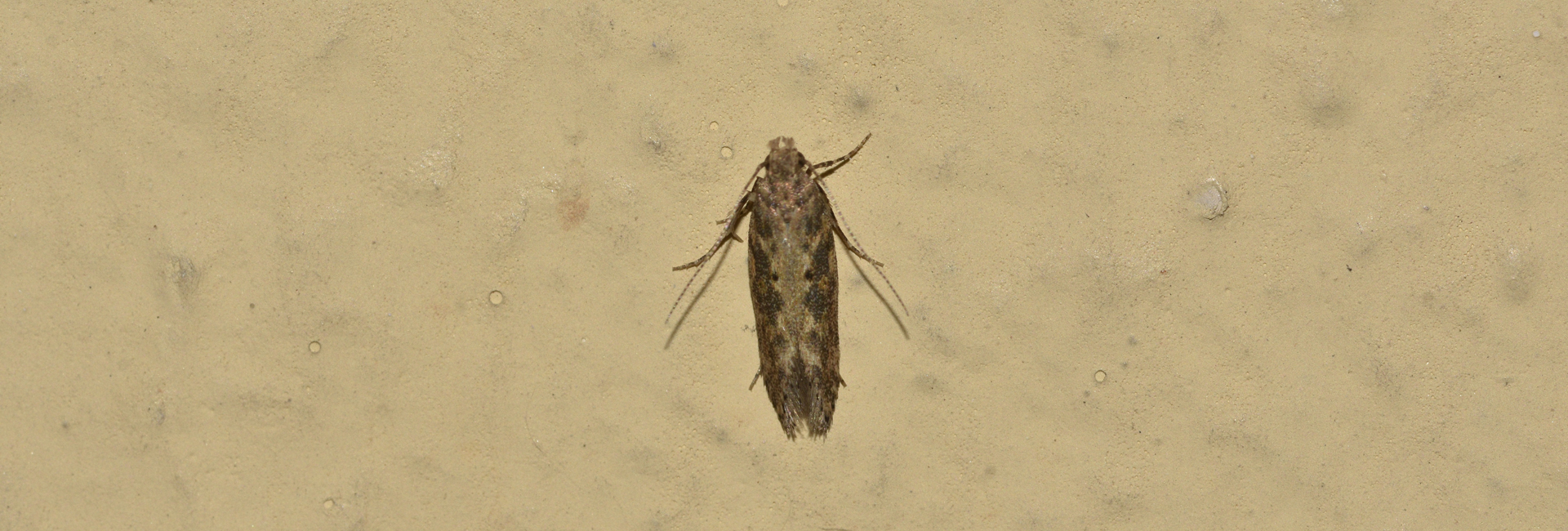 Scrobipalpa ocellatella, Crete - photo © K. Bormpoudaki