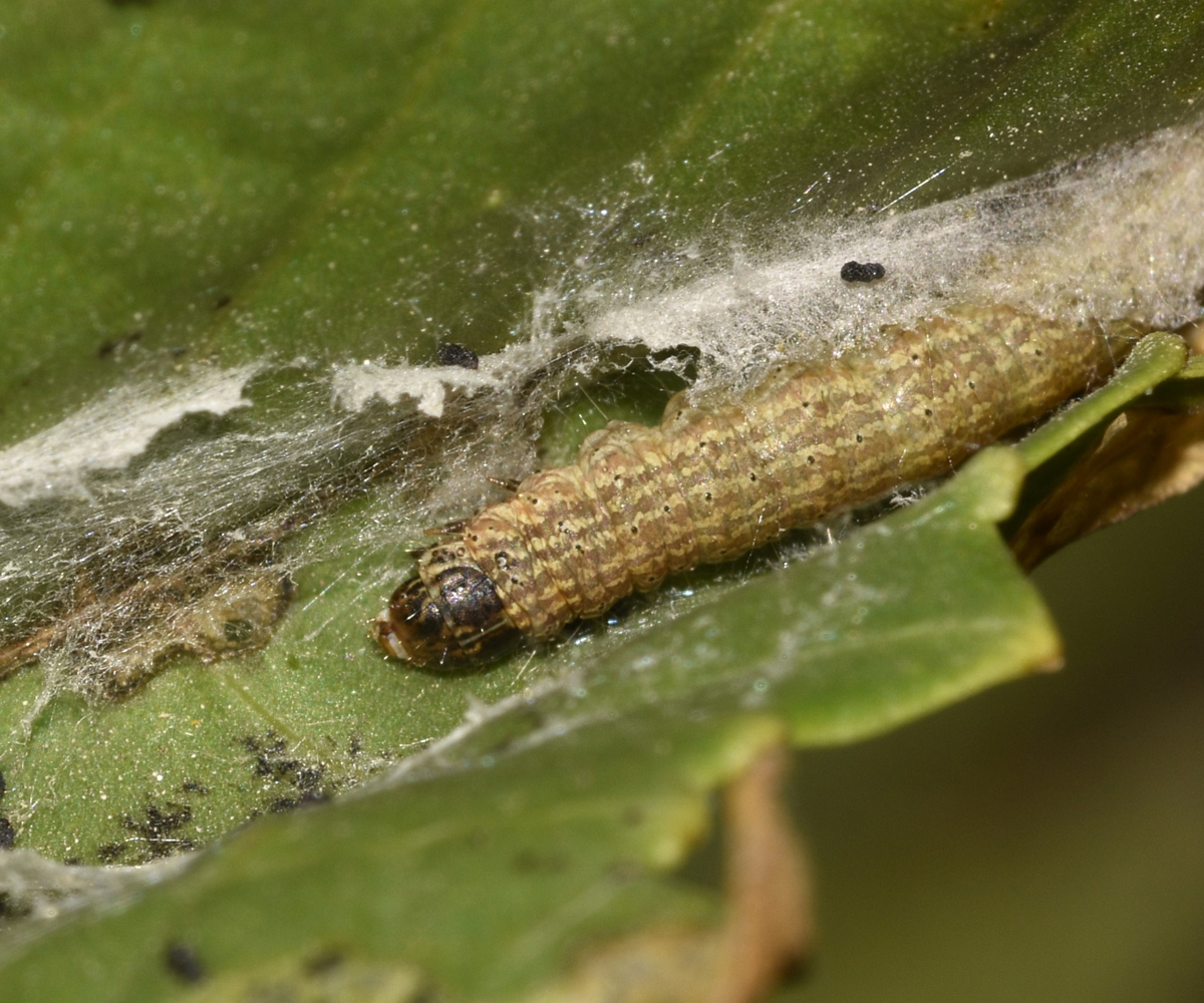 Phycita diaphana larva in Ricinus communis, Crete © K. Bormpoudaki