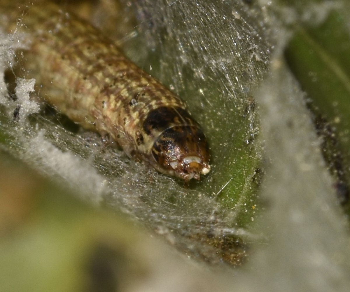 Phycita diaphana larva in Ricinus communis, Crete © K. Bormpoudaki