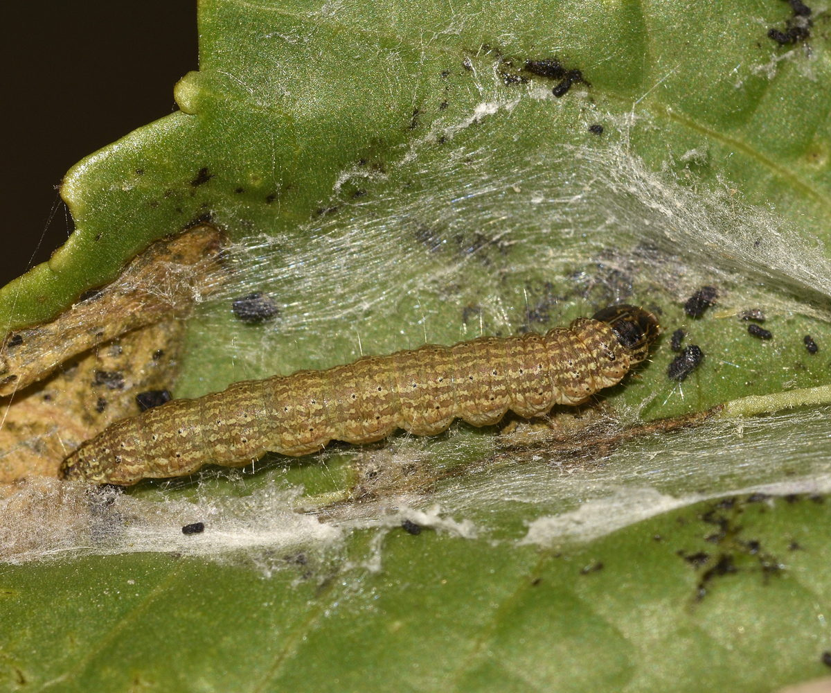 Phycita diaphana larva in Ricinus communis, Crete © K. Bormpoudaki