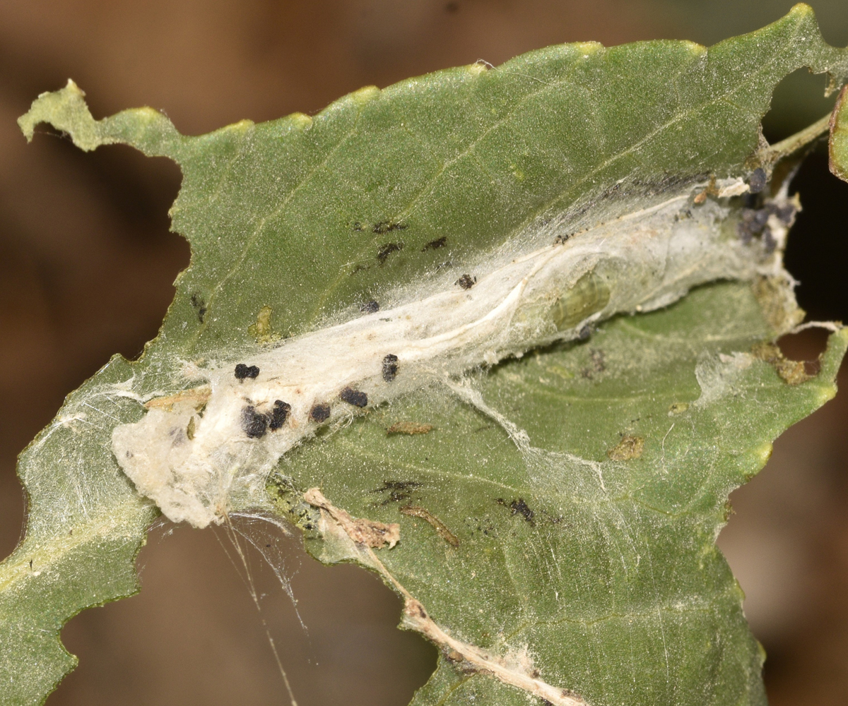 Phycita diaphana larva in Ricinus communis, Crete © K. Bormpoudaki