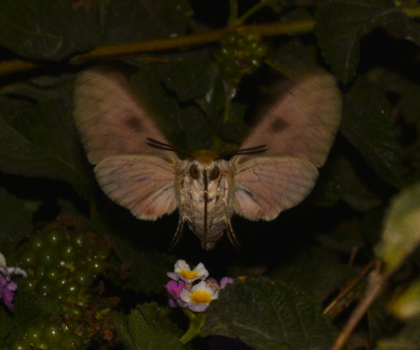 Hyles cretica, Crete - photo © K. Bormpoudaki