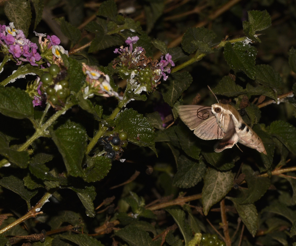 Hyles cretica, Crete - photo © K. Bormpoudaki