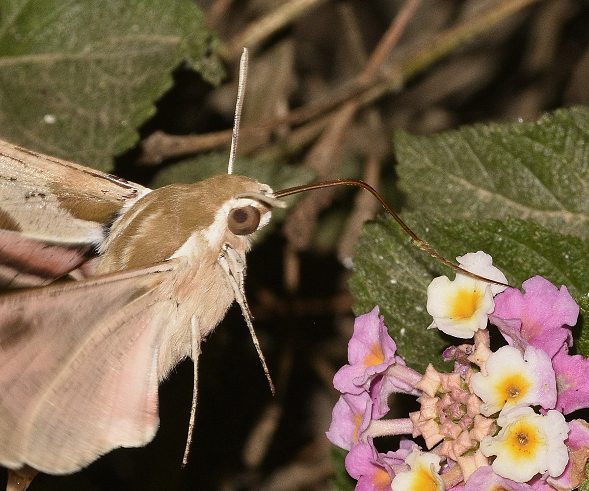 Hyles cretica, Crete - photo © K. Bormpoudaki