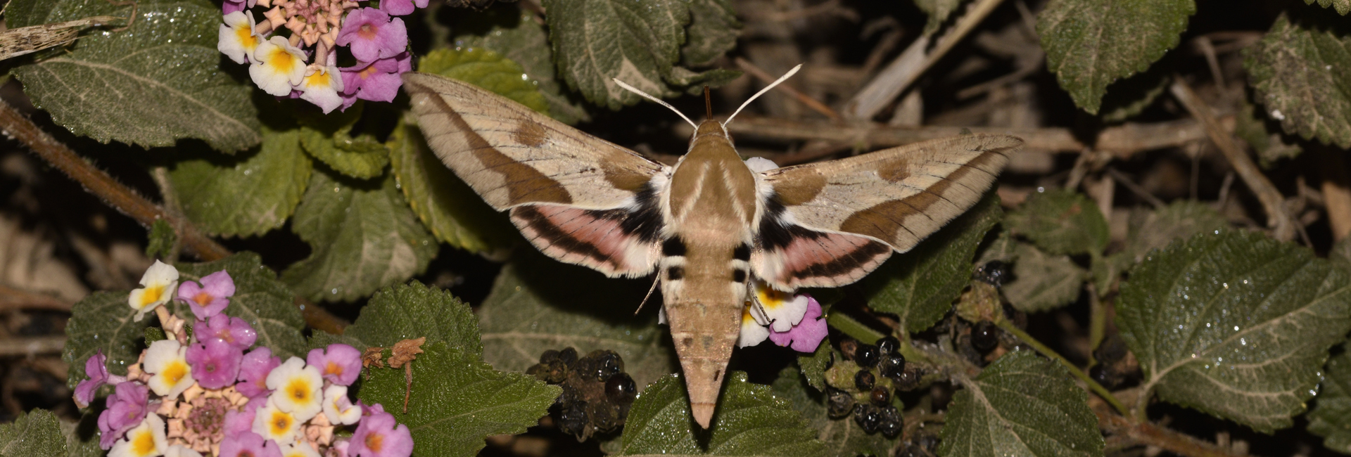 Hyles cretica, Crete - photo © K. Bormpoudaki