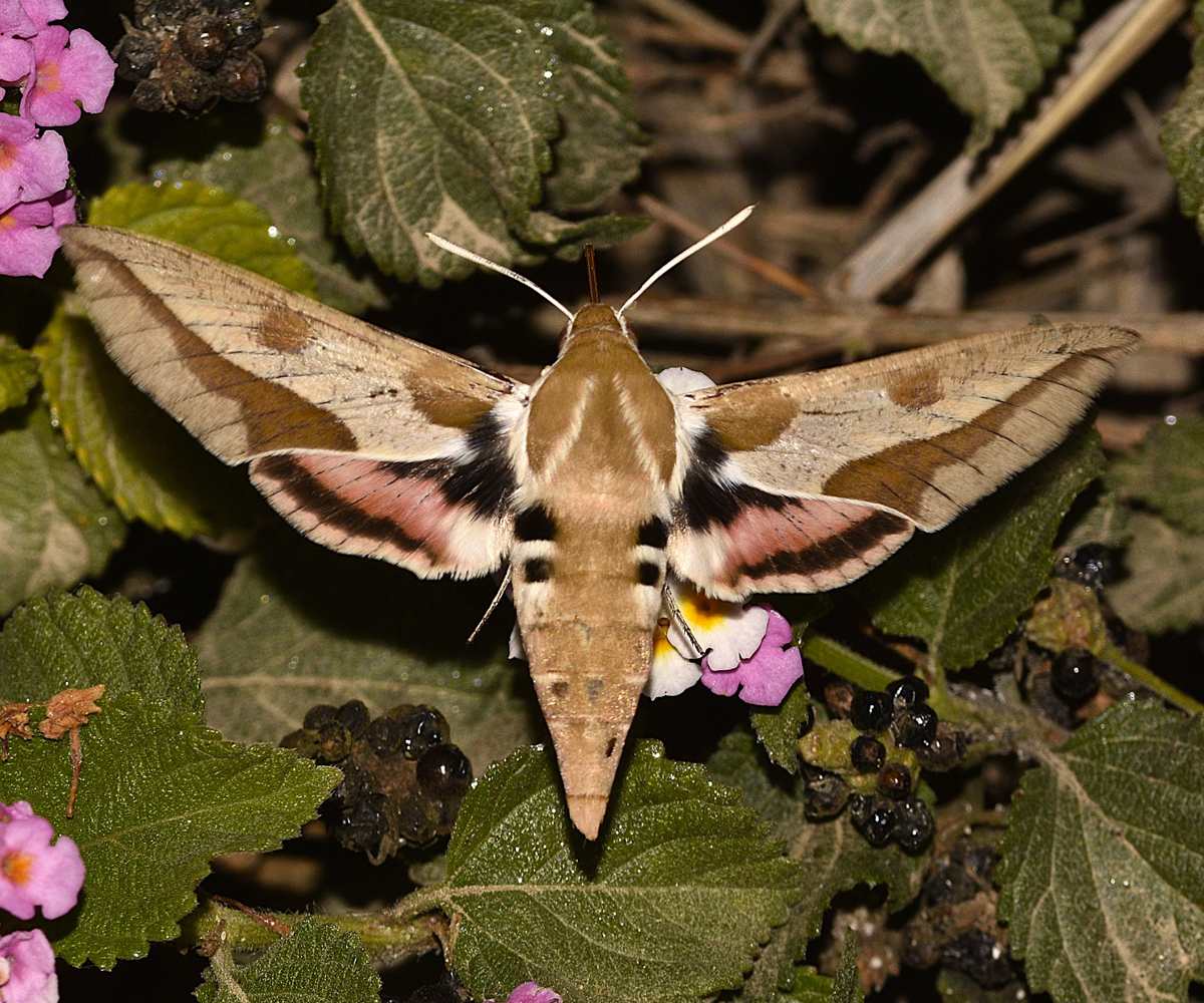 Hyles cretica, Crete - photo © K. Bormpoudaki
