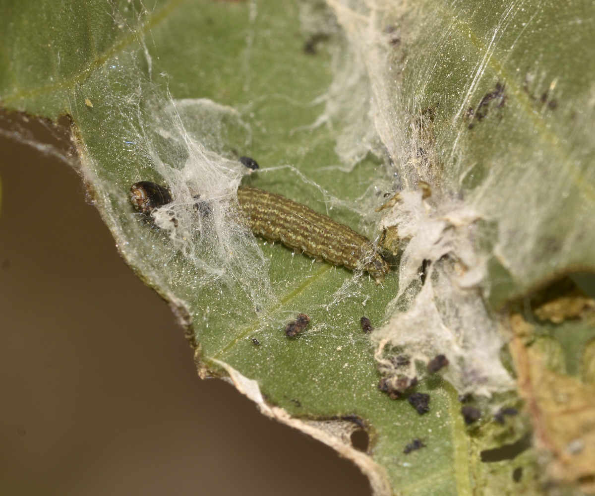 Phycita diaphana larva in Ricinus communis, Crete © K. Bormpoudaki