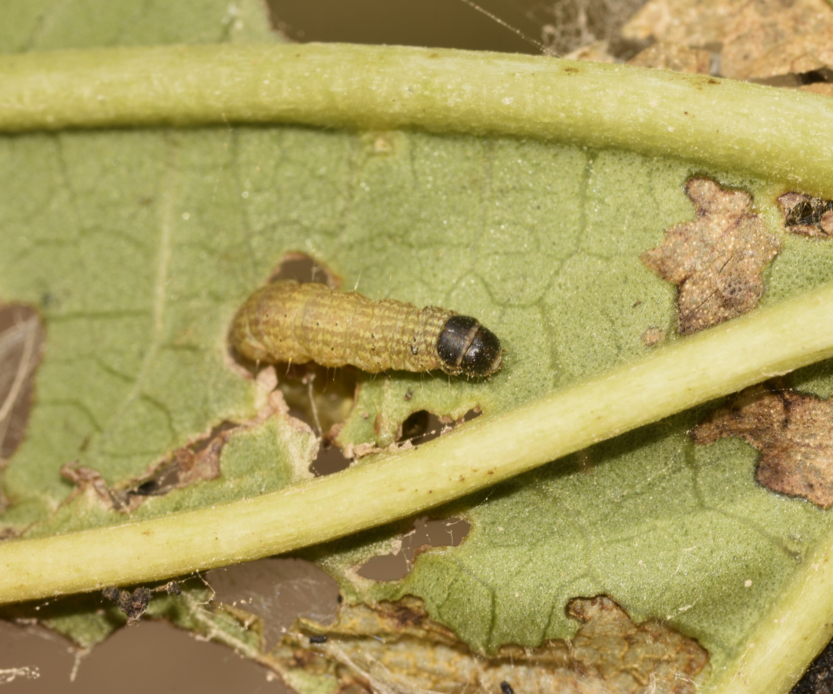 Phycita diaphana larva in Ricinus communis, Crete © K. Bormpoudaki