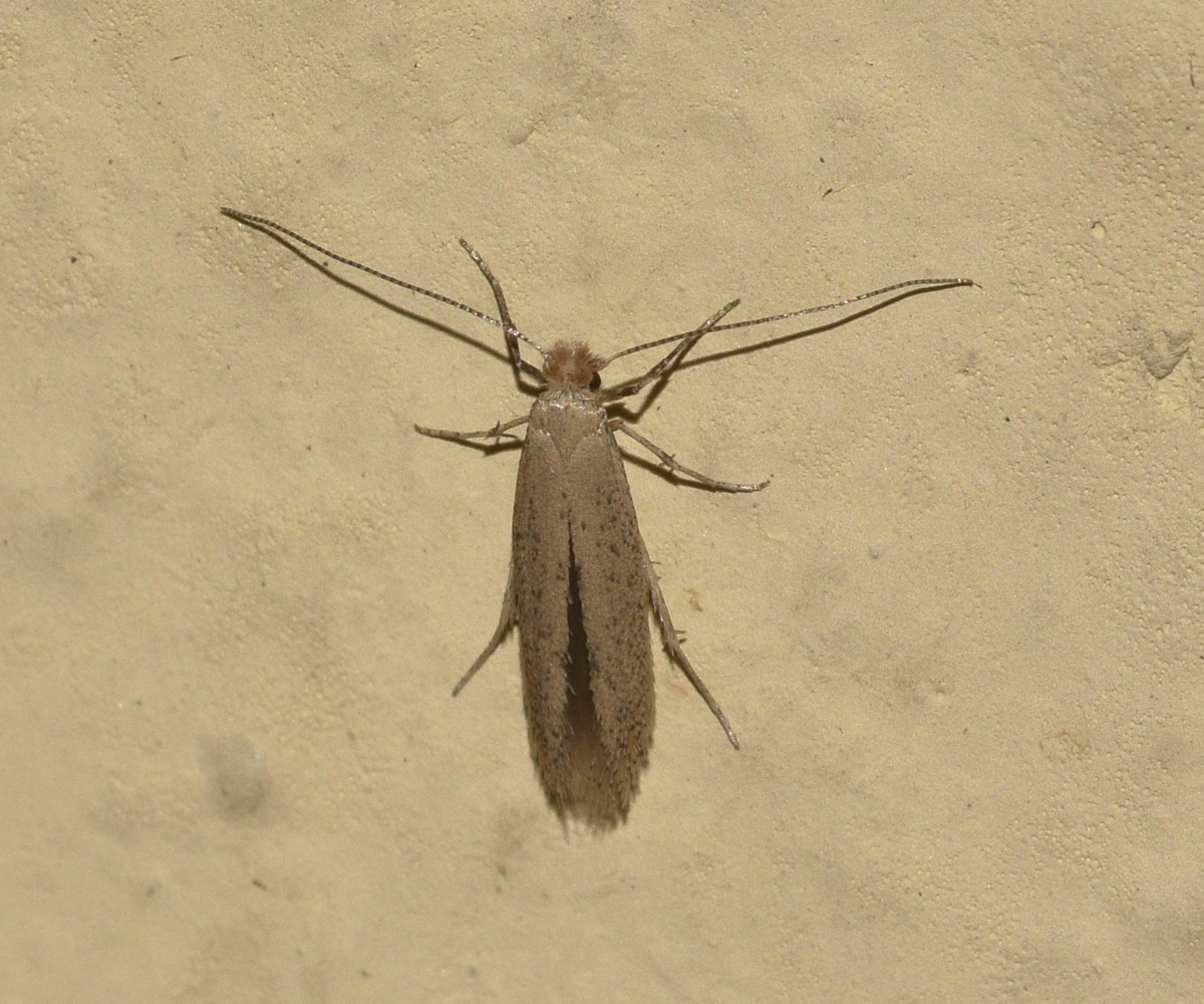Bedellia somnulentella, Crete - photo © K. Bormpoudaki