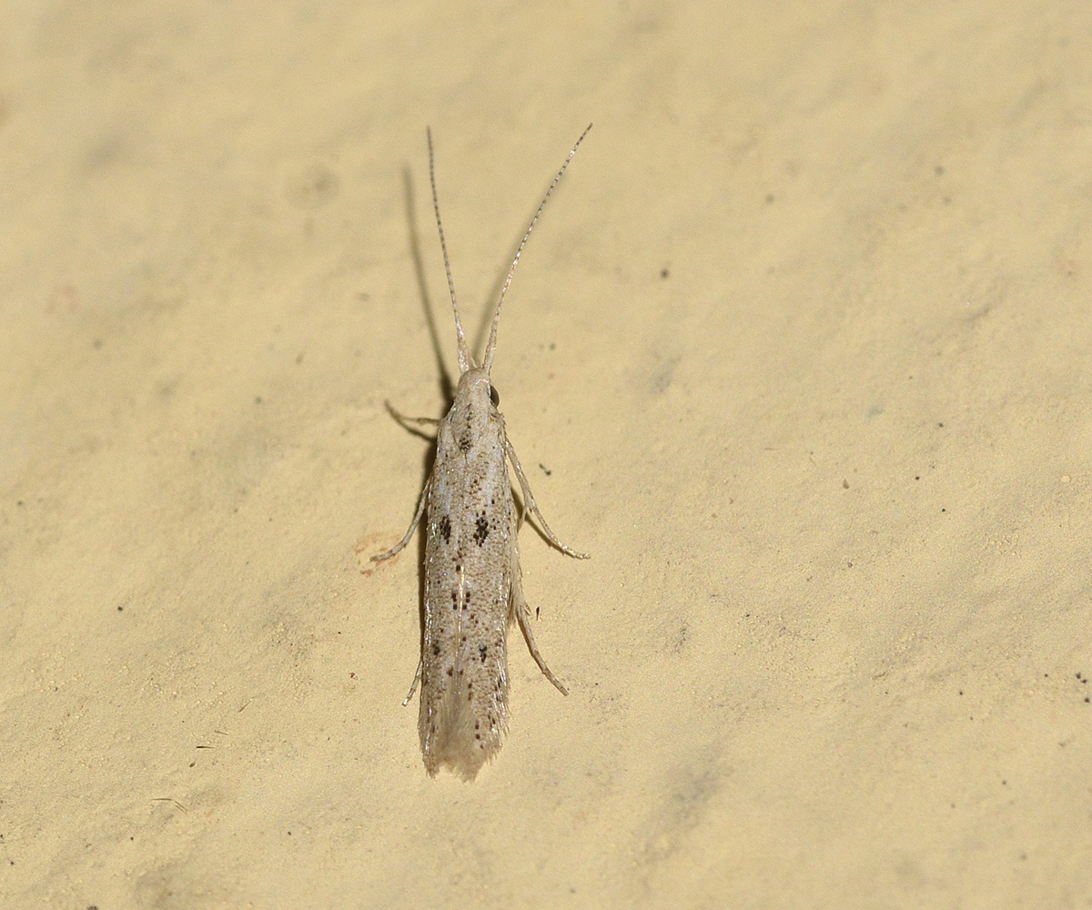 Coleophora epijudaica, Crete - photo © K. Bormpoudaki
