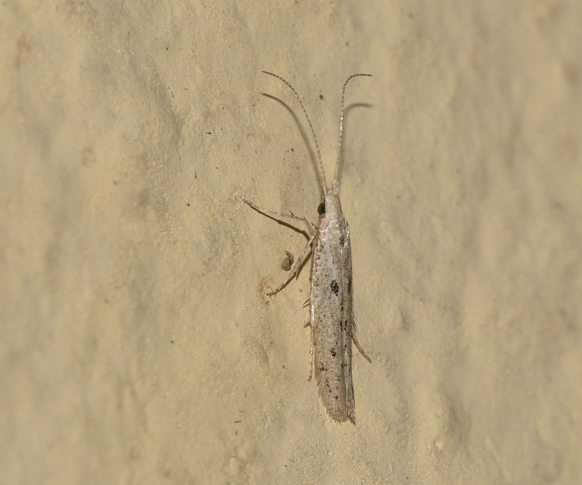 Coleophora epijudaica, Crete - photo © K. Bormpoudaki