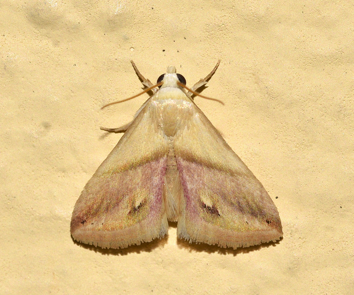 Eublemma cochylioides, Crete - photo © K. Bormpoudaki