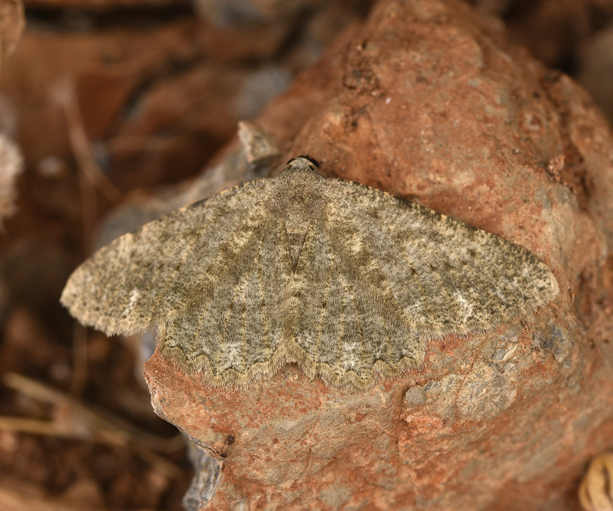 Dicrognophos sartata, Crete - photo © K. Bormpoudaki