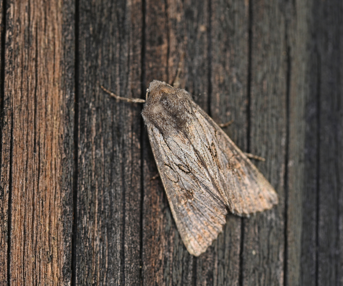 Aporophyla australis, Crete - photo © Fotis Samaritakis