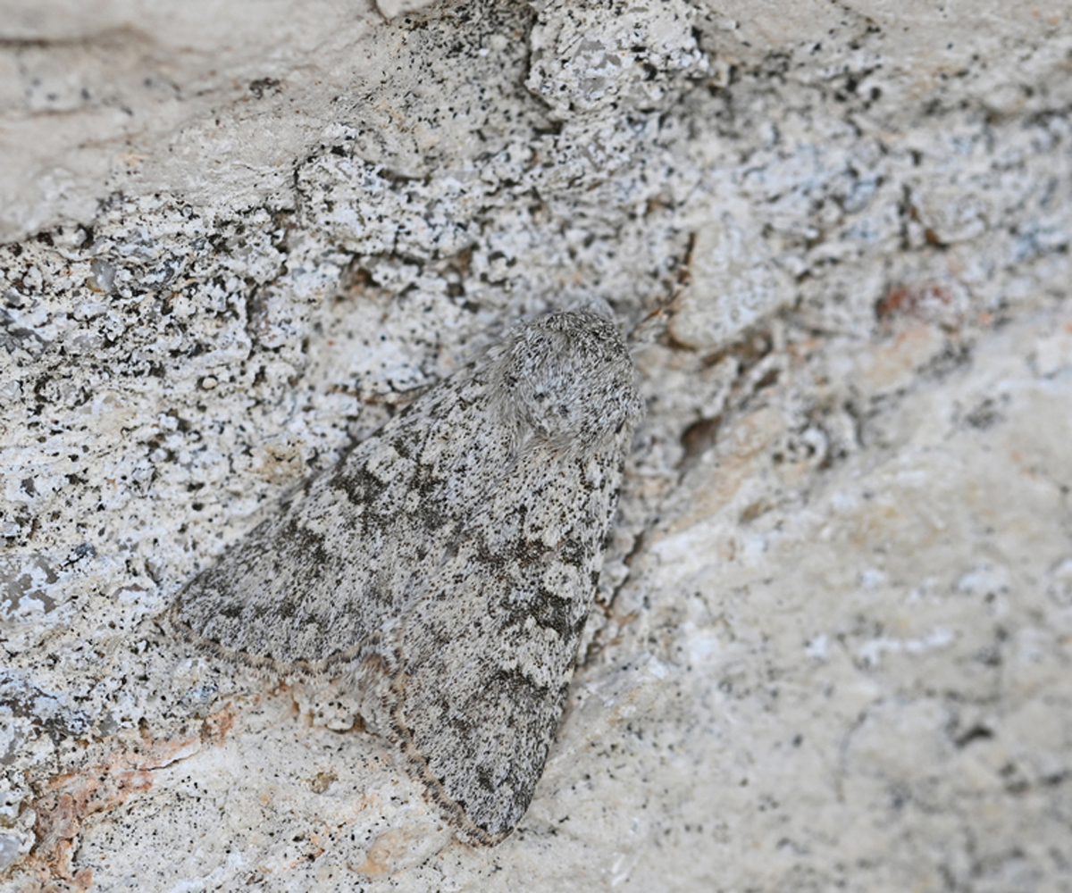 Aporophyla canescens, Crete - photo © Fotis Samaritakis