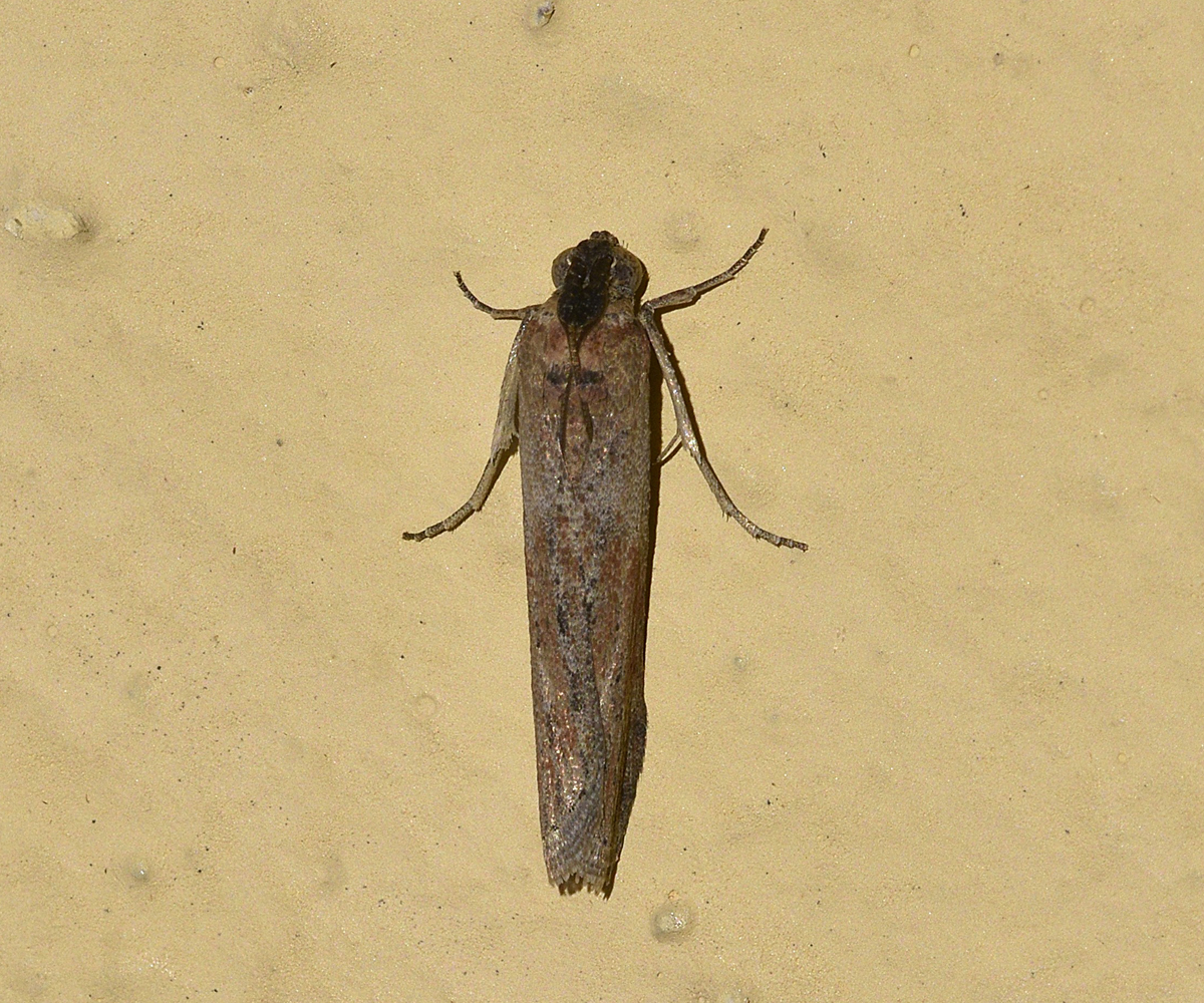 Phycita diaphana, Crete - photo © K. Bormpoudaki