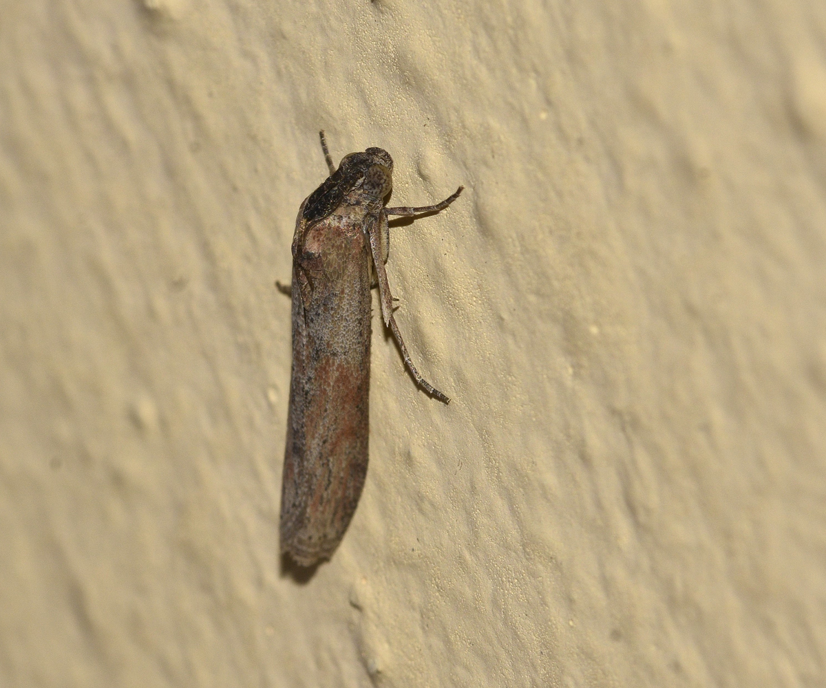 Phycita diaphana, Crete - photo © K. Bormpoudaki