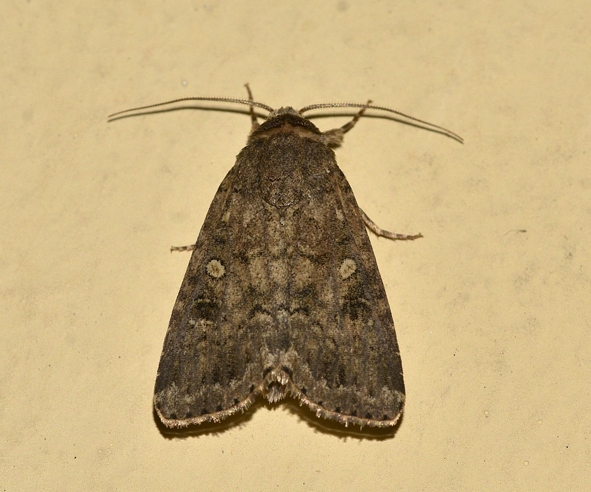Spodoptera cilium, Crete - photo © K. Bormpoudaki