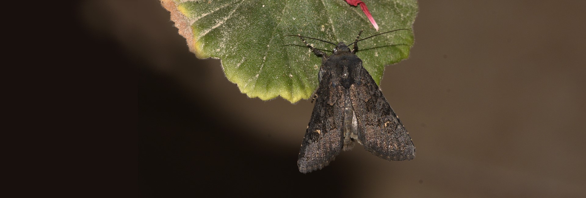 Aporophyla nigra, Crete - photo © K. Bormpoudaki