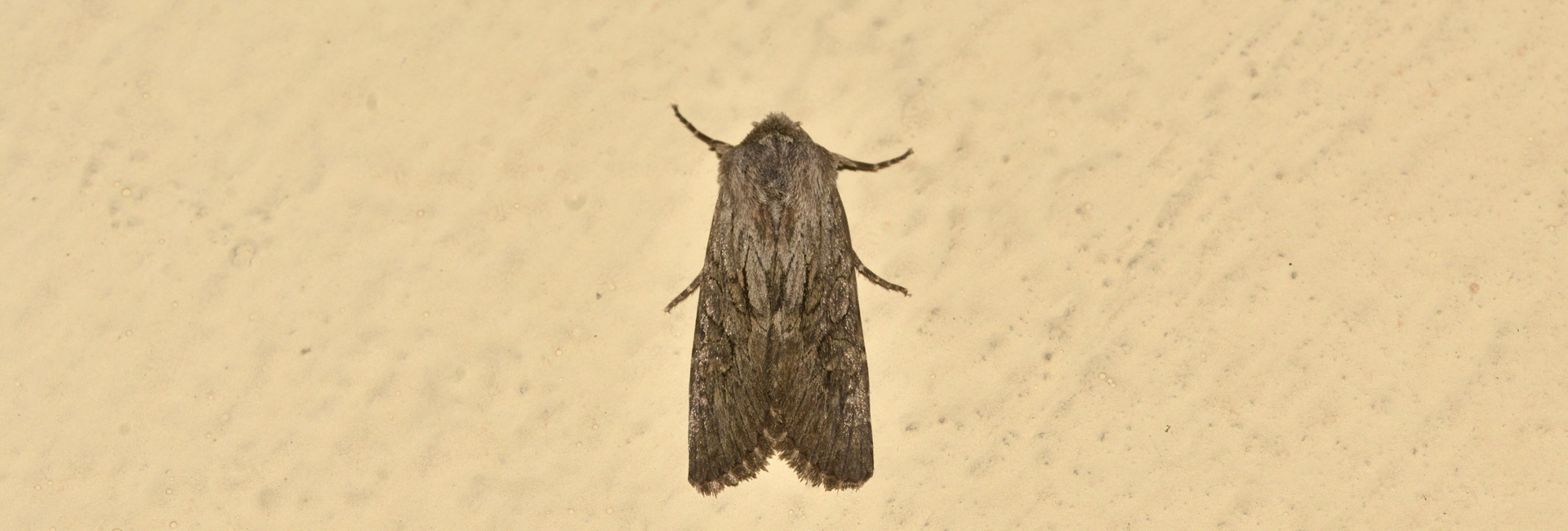 Aporophyla australis, Crete - photo © K. Bormpoudaki