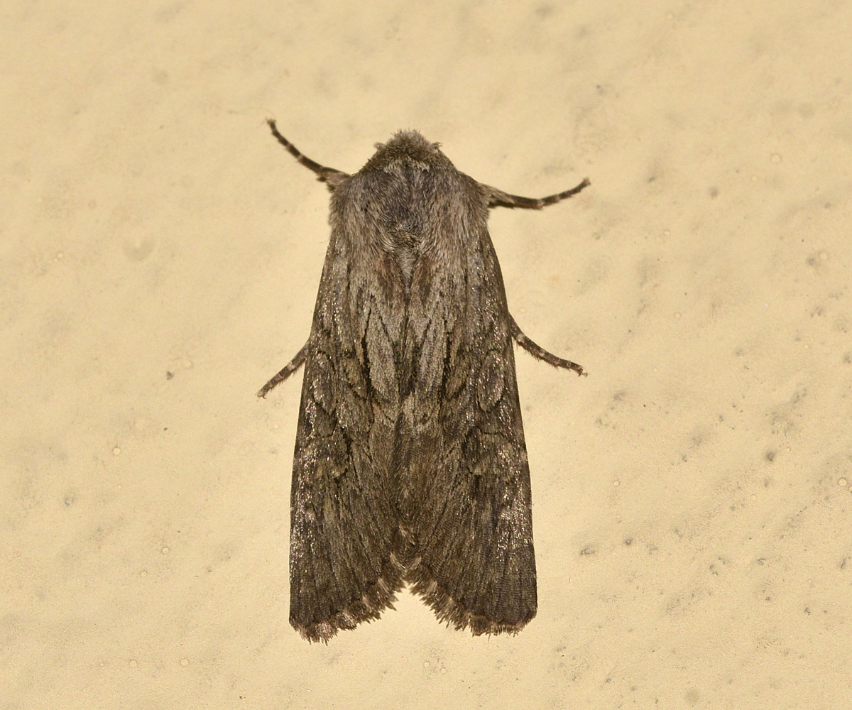 Aporophyla australis, Crete - photo © K. Bormpoudaki