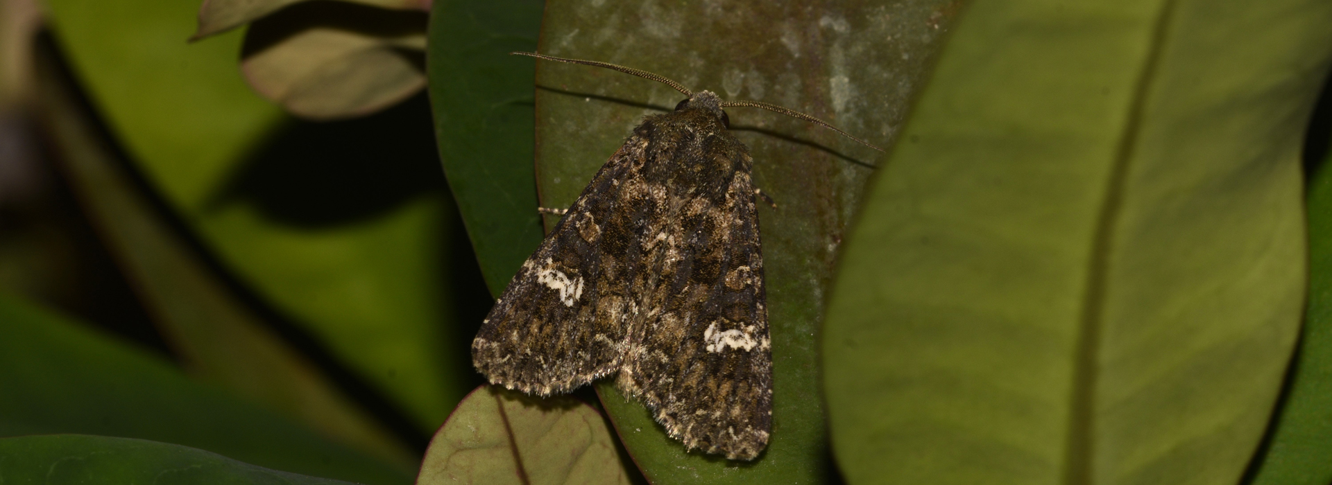 Polymixis serpentina ssp minoica, Crete - photo © K. Bormpoudaki