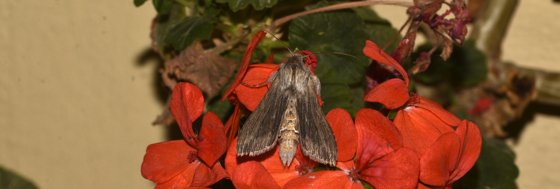 Cucullia calendulae, Crete - photo © K. Bormpoudaki