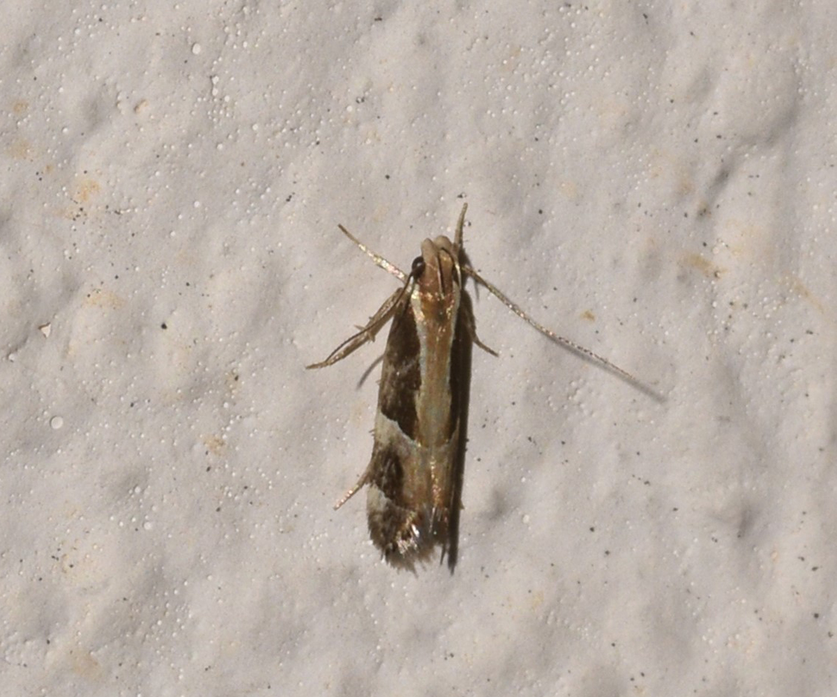 Helcystogramma lamprostoma, Crete - photo © K. Bormpoudaki
