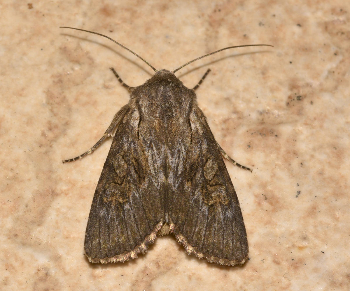 Aporophyla australis, Crete - photo © K. Bormpoudaki