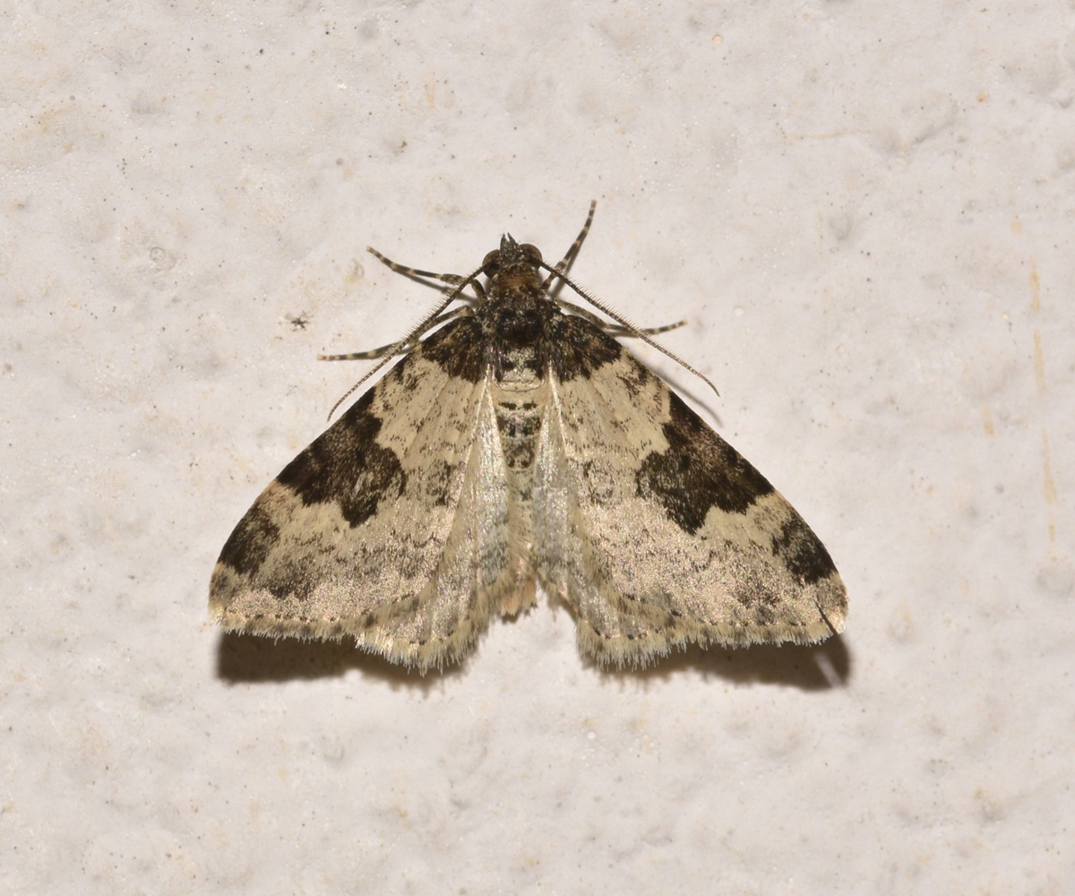 Xanthorhoe fluctuata, Crete - photo © K. Bormpoudaki