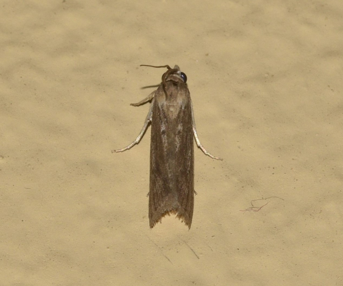 Epischnia asteris, Crete - photo © K. Bormpoudaki