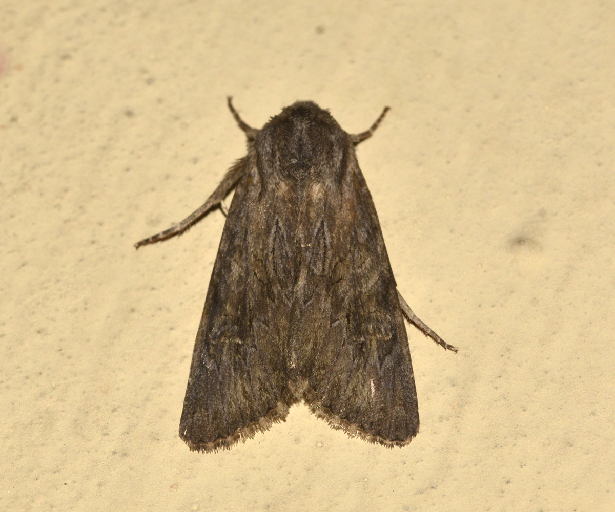 Aporophyla australis, Crete - photo © K. Bormpoudaki