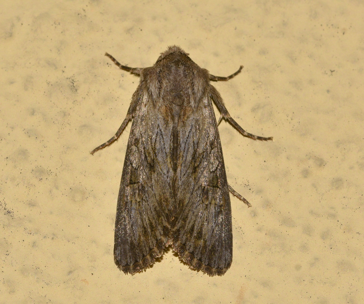 Aporophyla australis, Crete - photo © K. Bormpoudaki