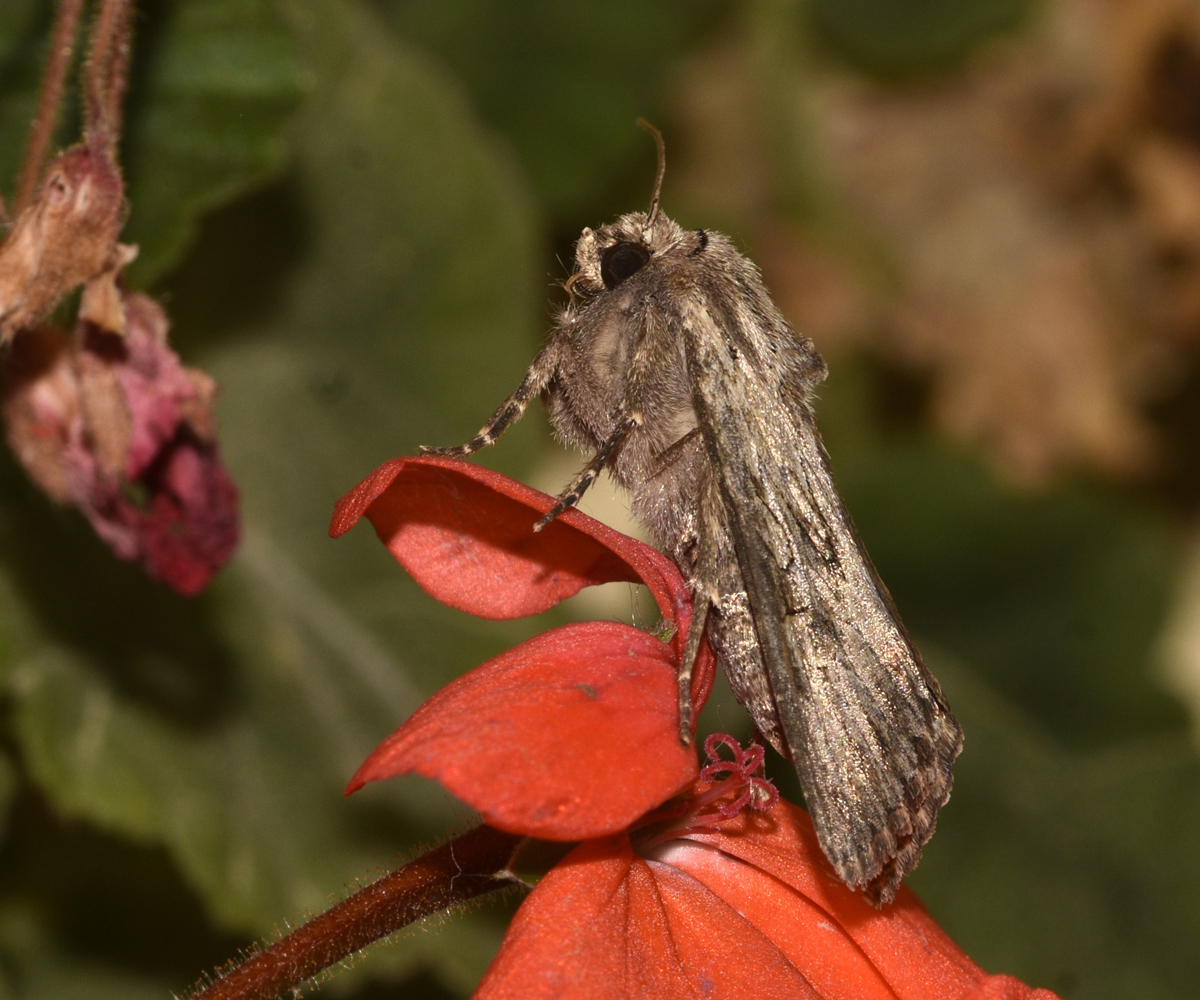 Aporophyla australis, Crete - photo © K. Bormpoudaki