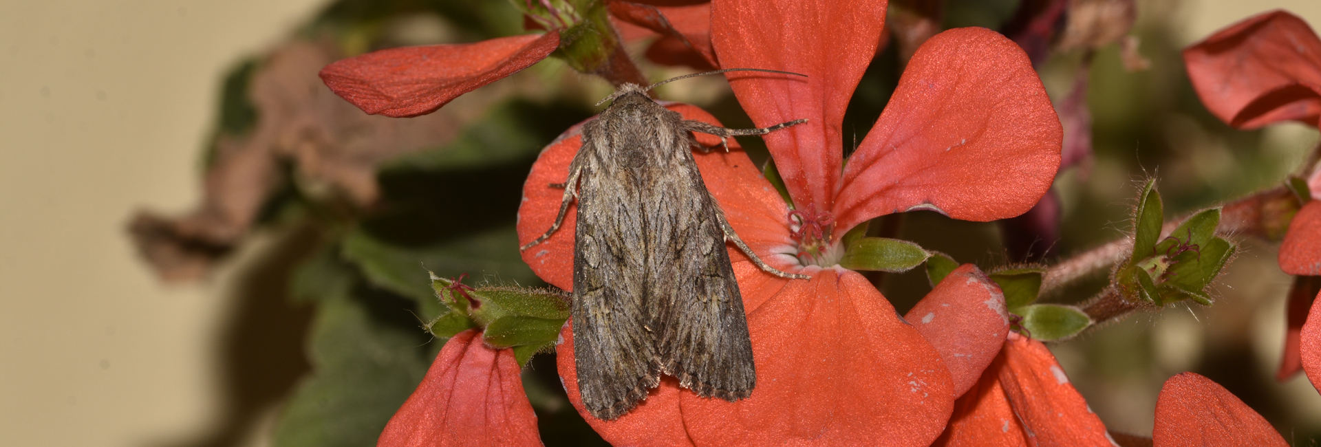 Aporophyla australis, Crete - photo © K. Bormpoudaki