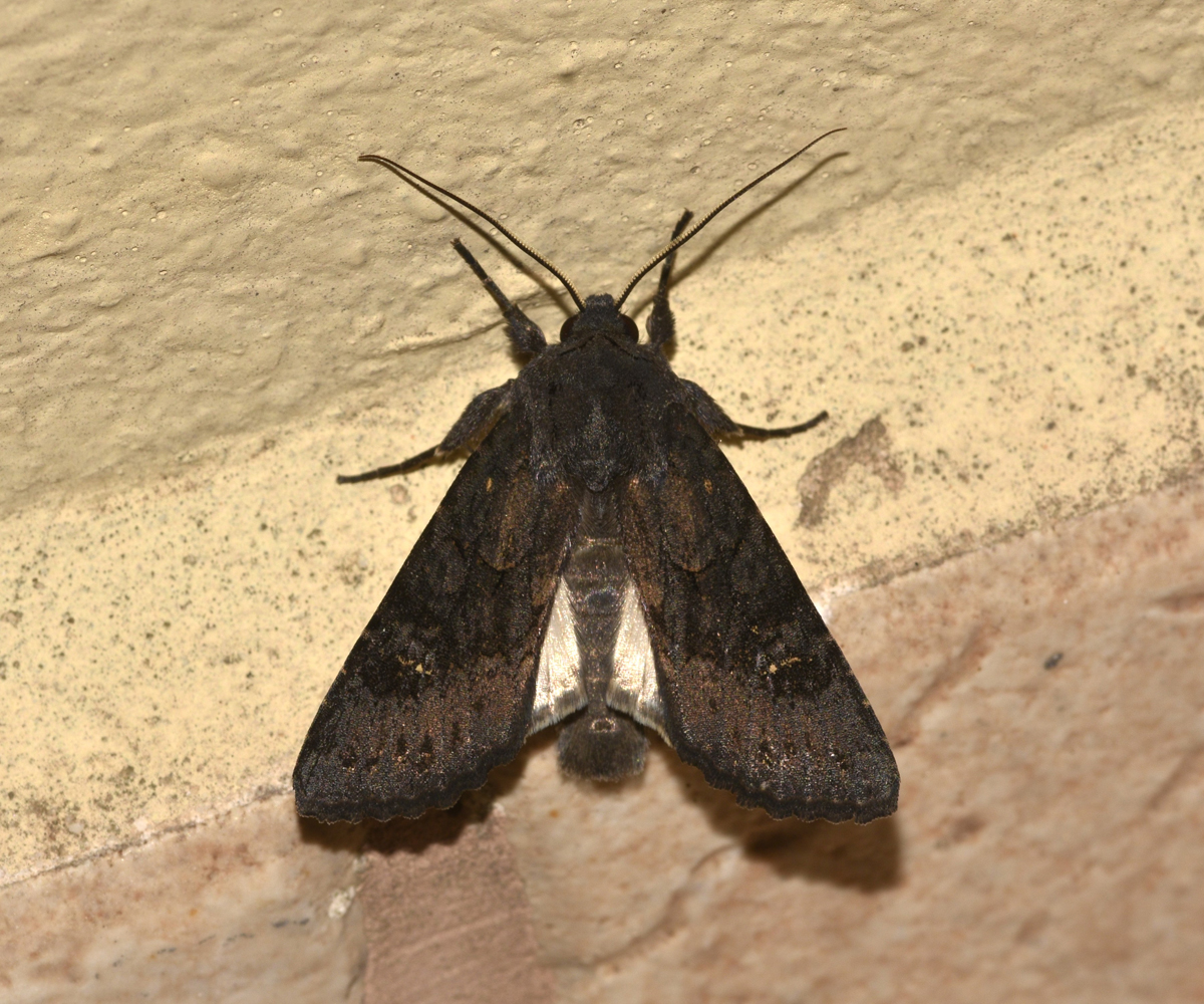Aporophyla nigra, Crete - photo © K. Bormpoudaki