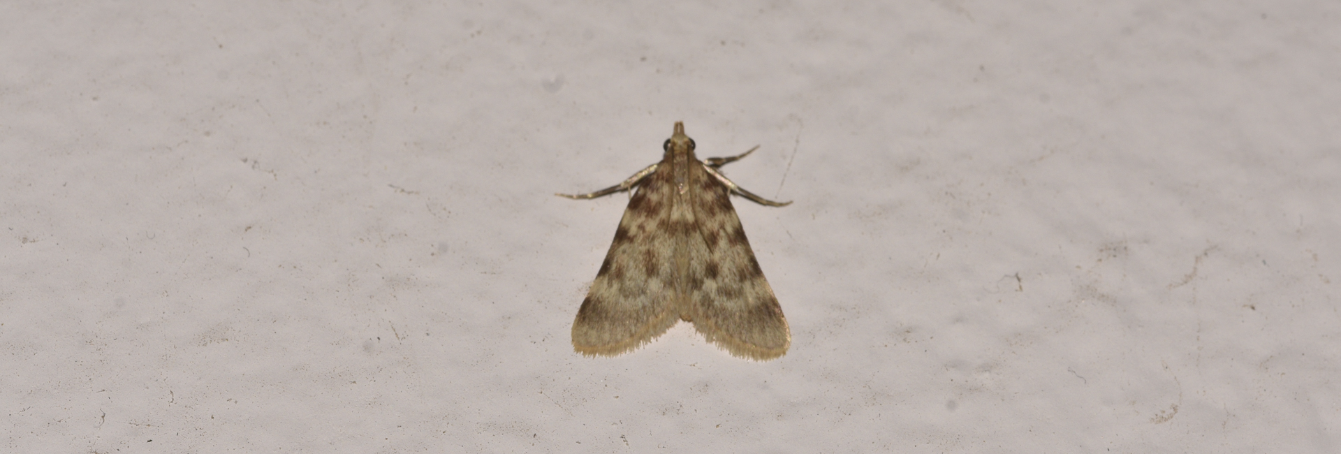 Aglossa pinguinalis, Crete - photo © K. Bormpoudaki