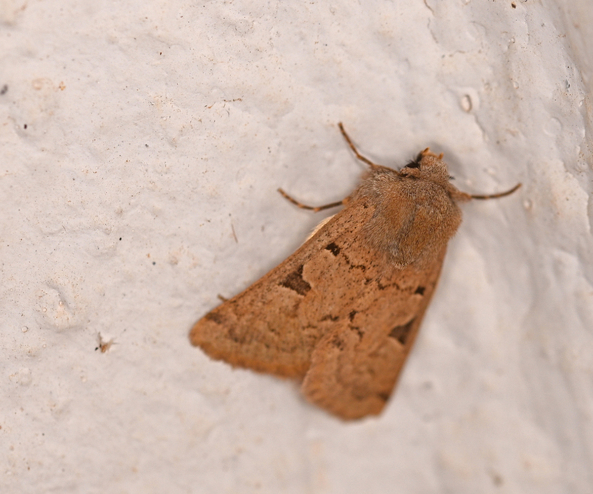 Episema gozmanyi, Crete - photo © Fotis Samaritakis