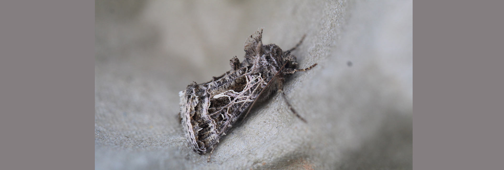 Thysanoplusia daubei, Crete - photo © Henry Edmunds