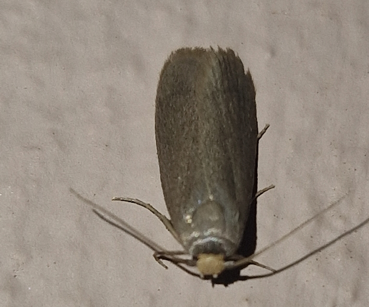 Achroia grisella, Crete - photo © Tom Kirschey