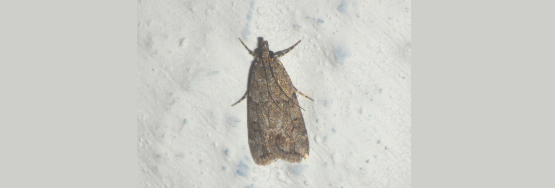 Anarpia incertalis, Crete - photo © Andreas Manz