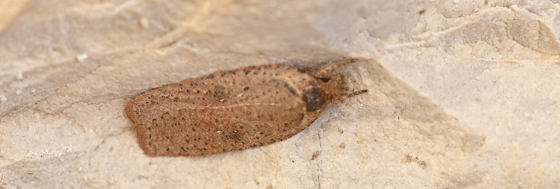 Agonopterix scopariella, Crete - photo © Fotis Samaritakis