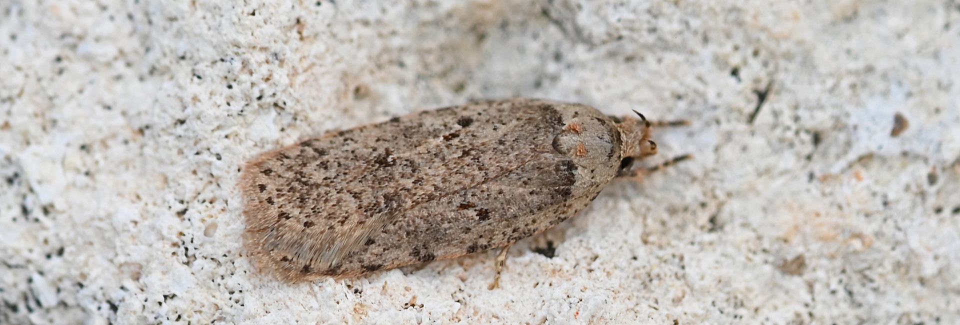 Agonopterix thapsiella, Crete - photo © Fotis Samaritakis