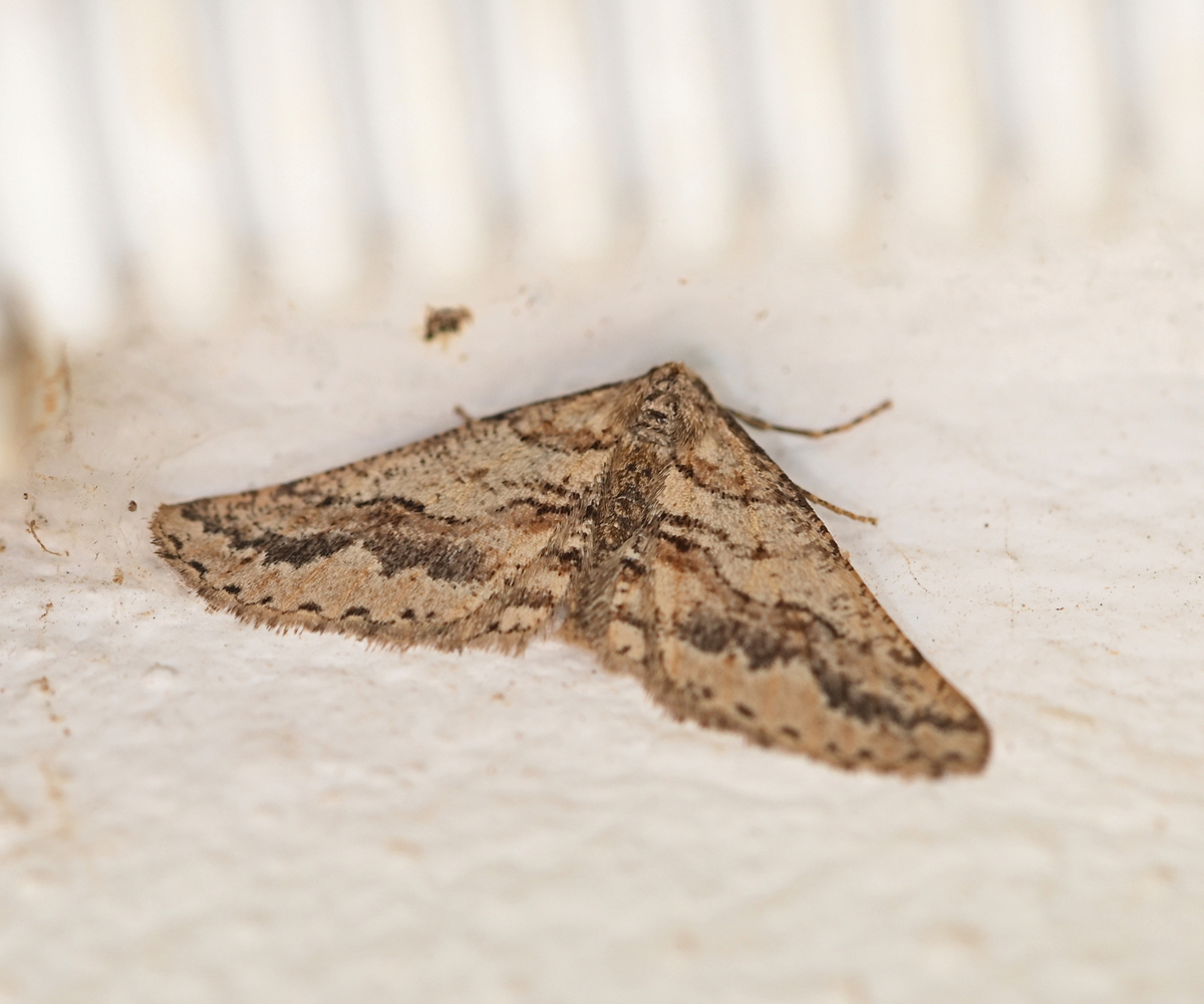 Agriopis bajaria, Crete - photo © Fotis Samaritakis